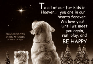 To all of our fur-kids in Heaven...