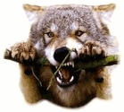 Wolf Park