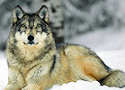 Howling for Wolves