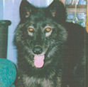 Guardian Wolf Cheyenne