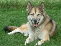 Meet Guardian Wolf Gizmo