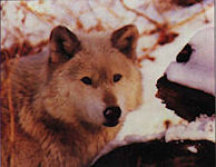 Guardian Wolf Kiara