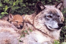 Mother & Pup Guardians