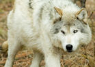 Wolf Education & Research Center