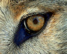 Wolf Mountain Sanctuary